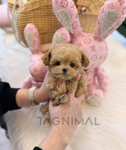 ขายลูกสุนัขมอลติพู ซื้อสุนัข ซื้อหมา ได้ที่ Tagnimal