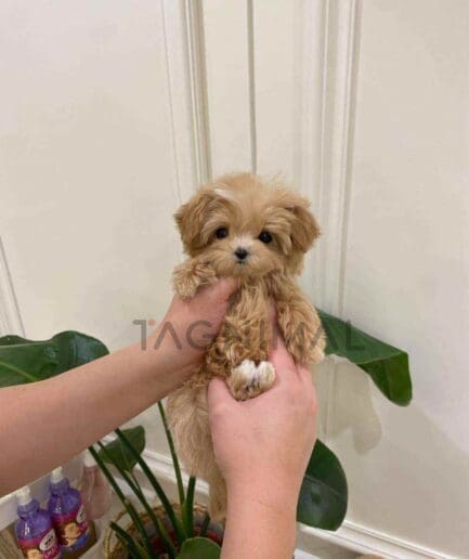 ขายลูกสุนัขมอลติพู ซื้อสุนัข ซื้อหมา ได้ที่ Tagnimal