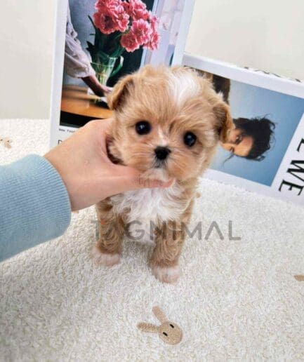ขายลูกสุนัขมอลติพู ซื้อสุนัข ซื้อหมา ได้ที่ Tagnimal