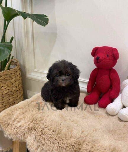 Maltipoo puppy for sale, dog for sale at Tagnimal