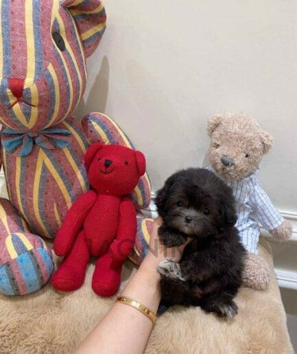Maltipoo puppy for sale, dog for sale at Tagnimal