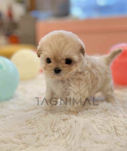 ขายลูกสุนัขมอลติพู ซื้อสุนัข ซื้อหมา ได้ที่ Tagnimal