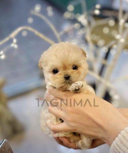 ขายลูกสุนัขมอลติพู ซื้อสุนัข ซื้อหมา ได้ที่ Tagnimal