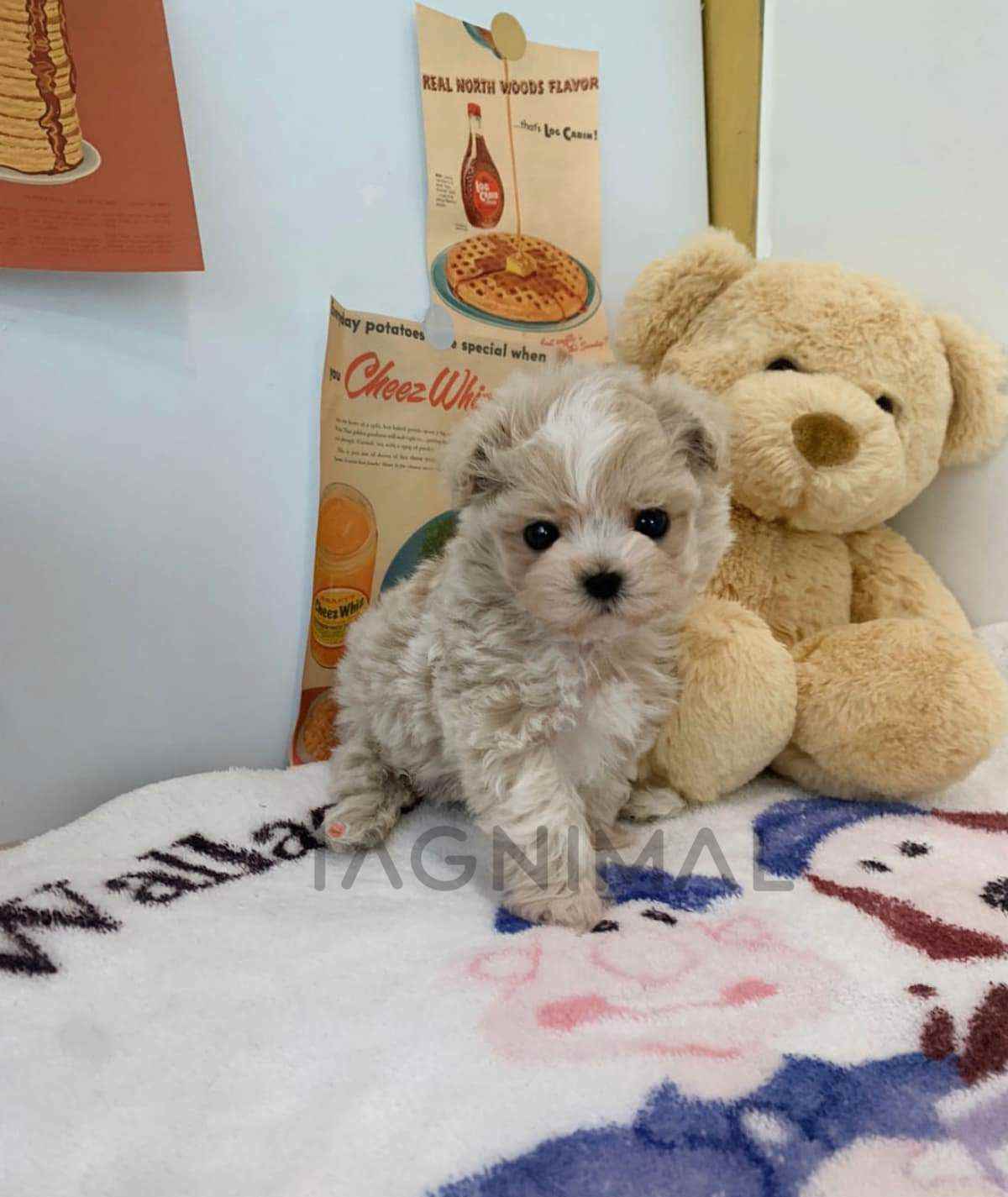 Maltipoo puppy for sale, dog for sale at Tagnimal