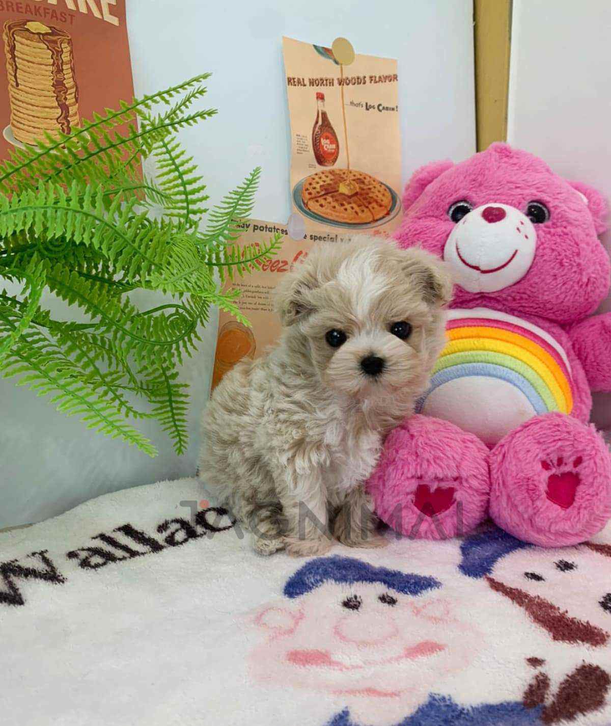 Maltipoo puppy for sale, dog for sale at Tagnimal