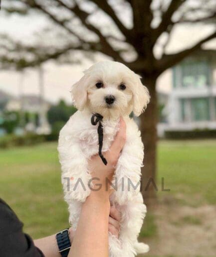 Maltipoo puppy for sale, dog for sale at Tagnimal