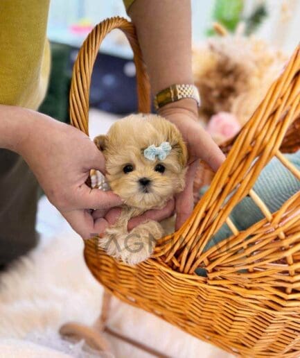 ขายลูกสุนัขมอลติพู ซื้อสุนัข ซื้อหมา ได้ที่ Tagnimal