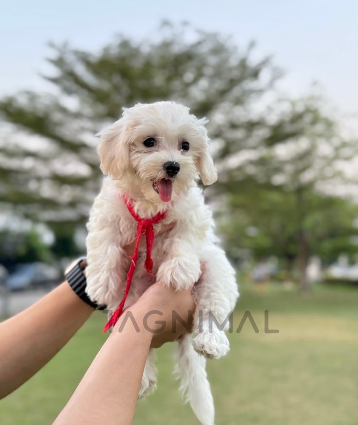 Maltipoo puppy for sale, dog for sale at Tagnimal