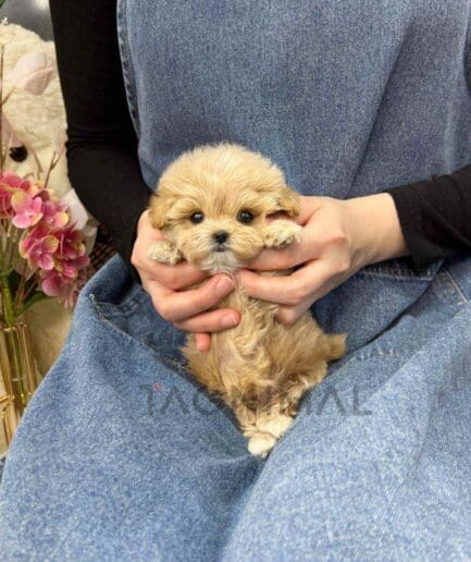 Maltipoo puppy for sale, dog for sale at Tagnimal