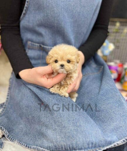 Maltipoo puppy for sale, dog for sale at Tagnimal