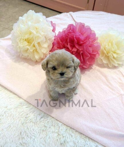 ขายลูกสุนัขมอลติพู ซื้อสุนัข ซื้อหมา ได้ที่ Tagnimal