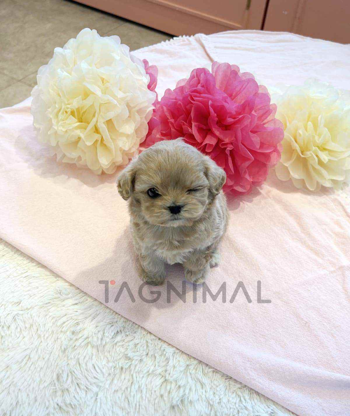 Maltipoo puppy for sale, dog for sale at Tagnimal