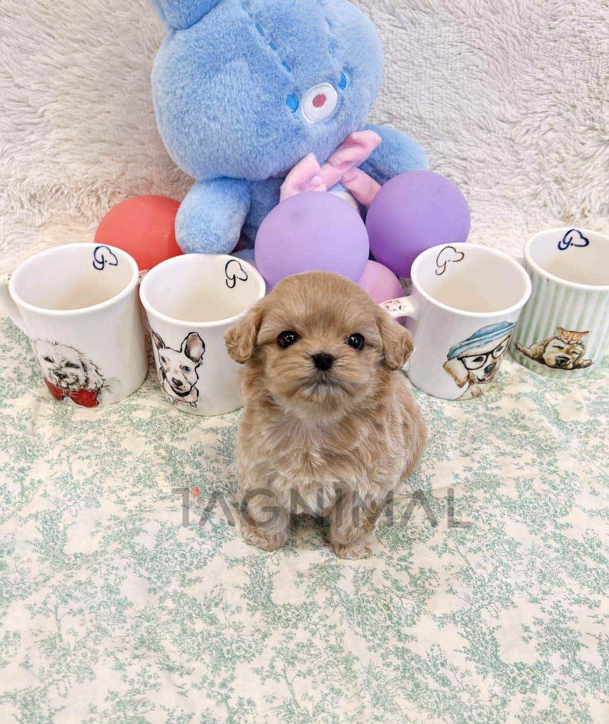 Maltipoo puppy for sale, dog for sale at Tagnimal