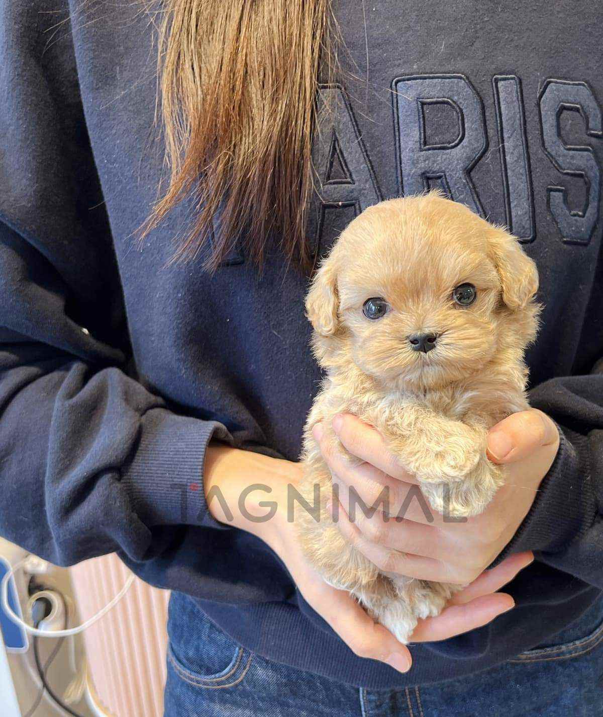 Maltipoo puppy for sale, dog for sale at Tagnimal