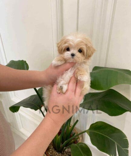 ขายลูกสุนัขมอลติพู ซื้อสุนัข ซื้อหมา ได้ที่ Tagnimal