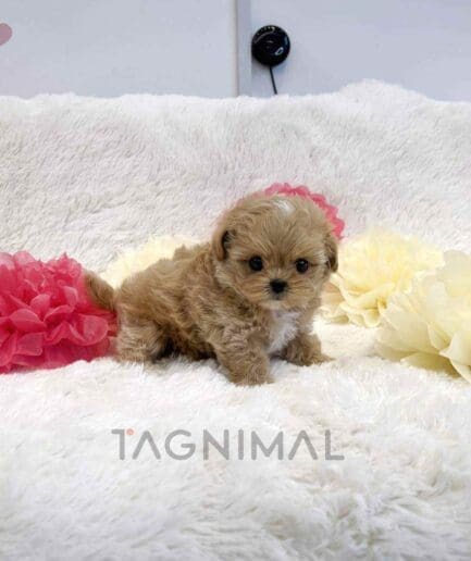 ขายลูกสุนัขมอลติพู ซื้อสุนัข ซื้อหมา ได้ที่ Tagnimal