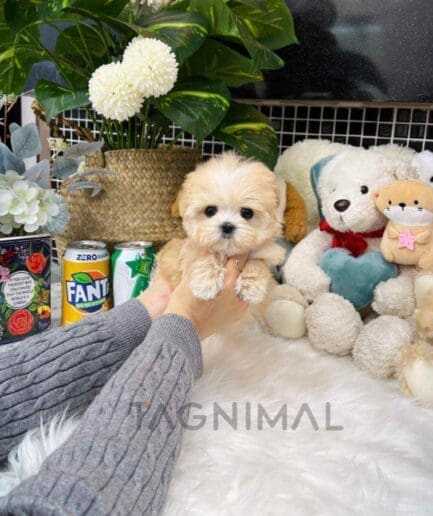 Maltipoo puppy for sale, dog for sale at Tagnimal