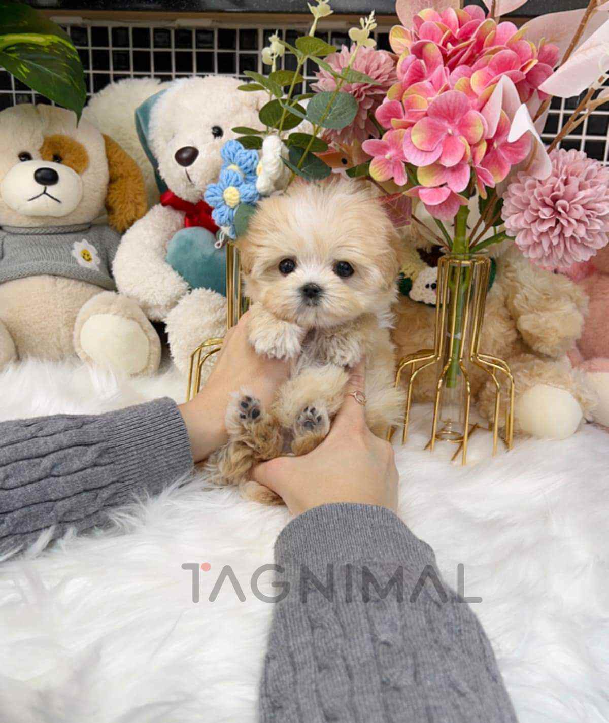 ขายลูกสุนัขมอลติพู ซื้อสุนัข ซื้อหมา ได้ที่ Tagnimal