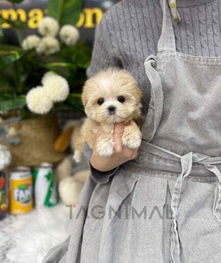 Maltipoo puppy for sale, dog for sale at Tagnimal