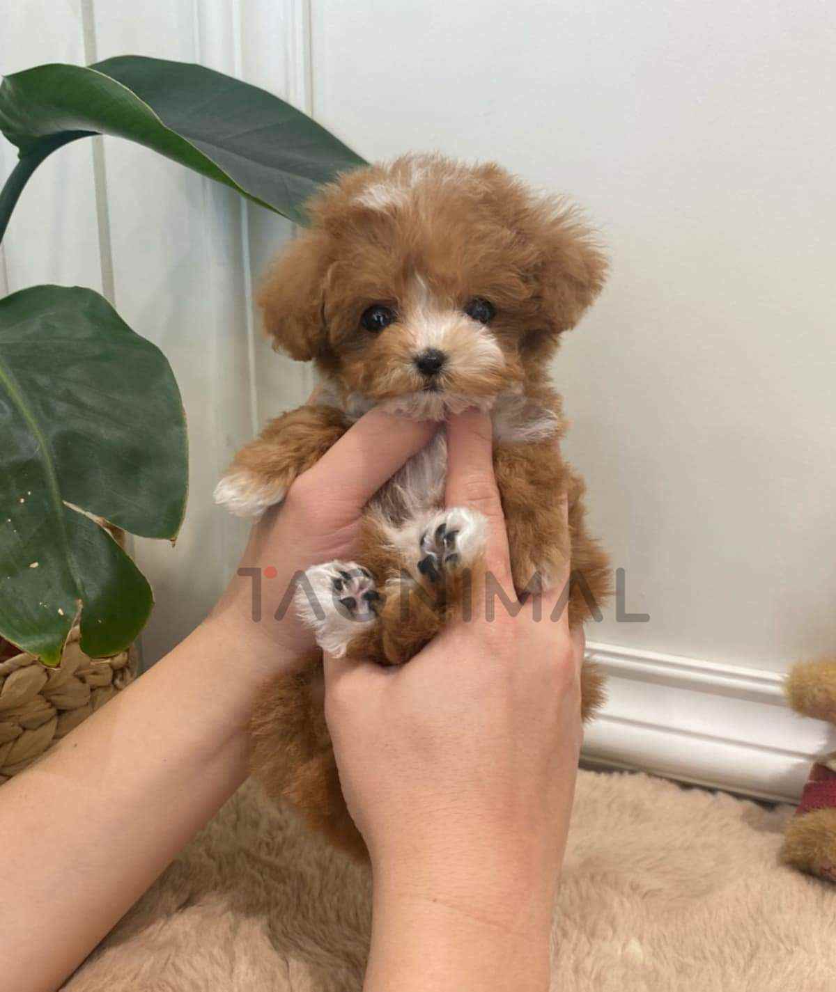 Maltipoo puppy for sale, dog for sale at Tagnimal