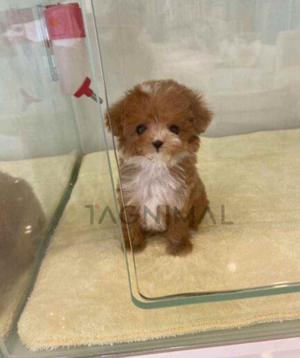 ขายลูกสุนัขมอลติพู ซื้อสุนัข ซื้อหมา ได้ที่ Tagnimal