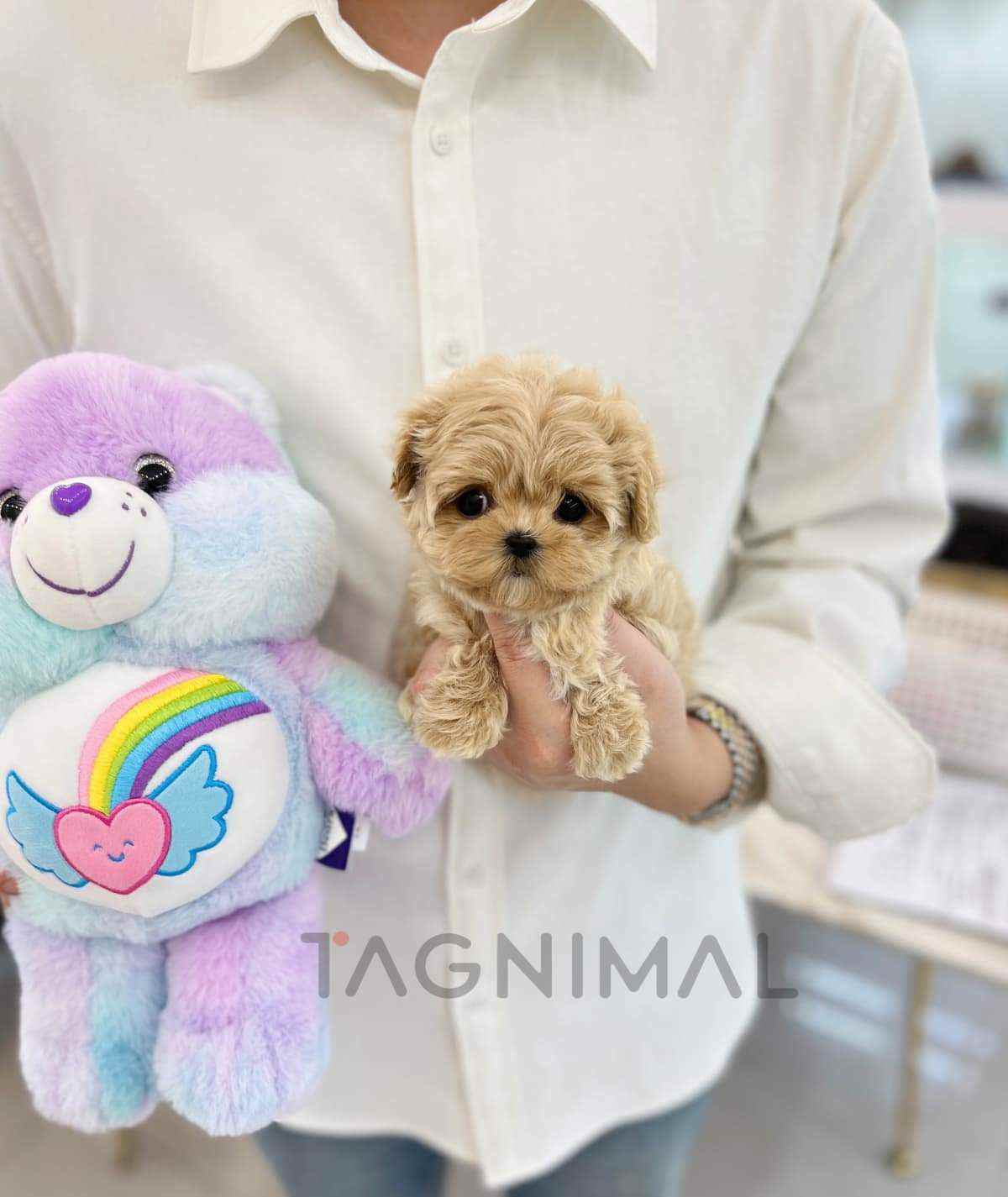 Maltipoo puppy for sale, dog for sale at Tagnimal