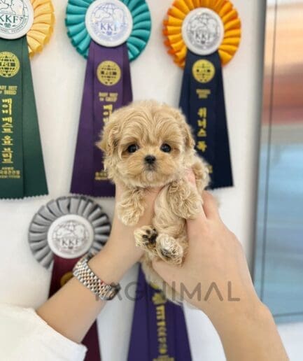 Maltipoo puppy for sale, dog for sale at Tagnimal