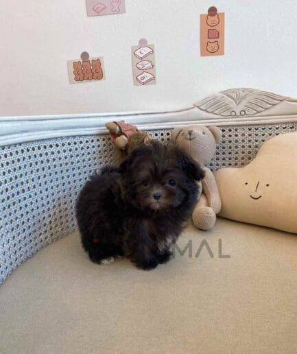 Maltipoo puppy for sale, dog for sale at Tagnimal