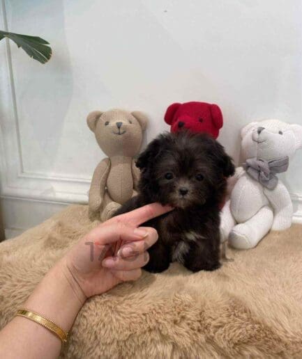 Maltipoo puppy for sale, dog for sale at Tagnimal