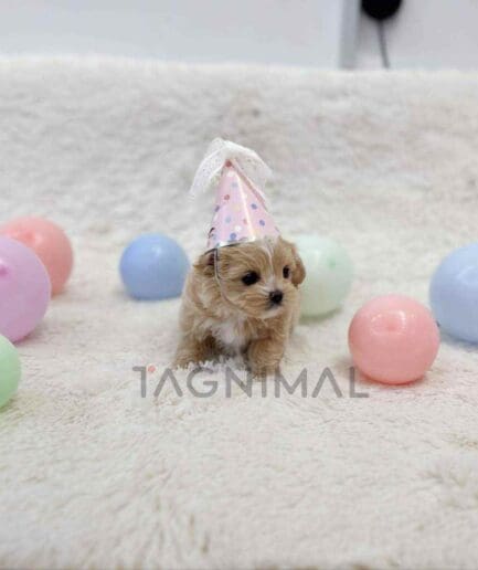 ขายลูกสุนัขมอลติพู ซื้อสุนัข ซื้อหมา ได้ที่ Tagnimal