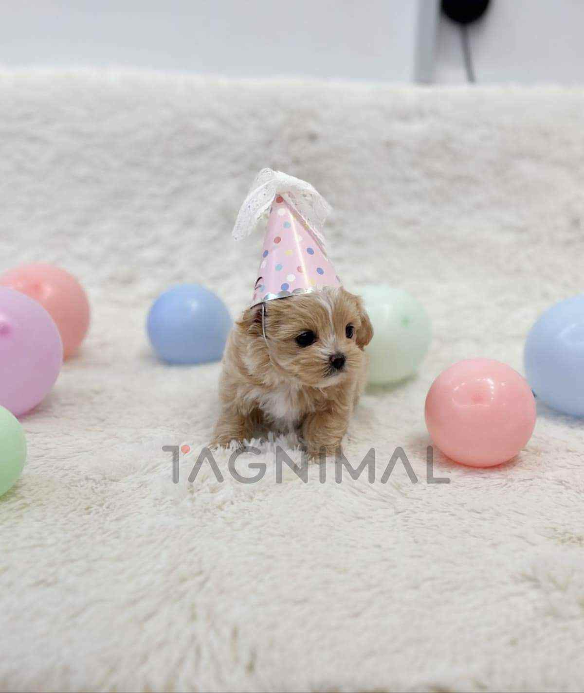 Maltipoo puppy for sale, dog for sale at Tagnimal