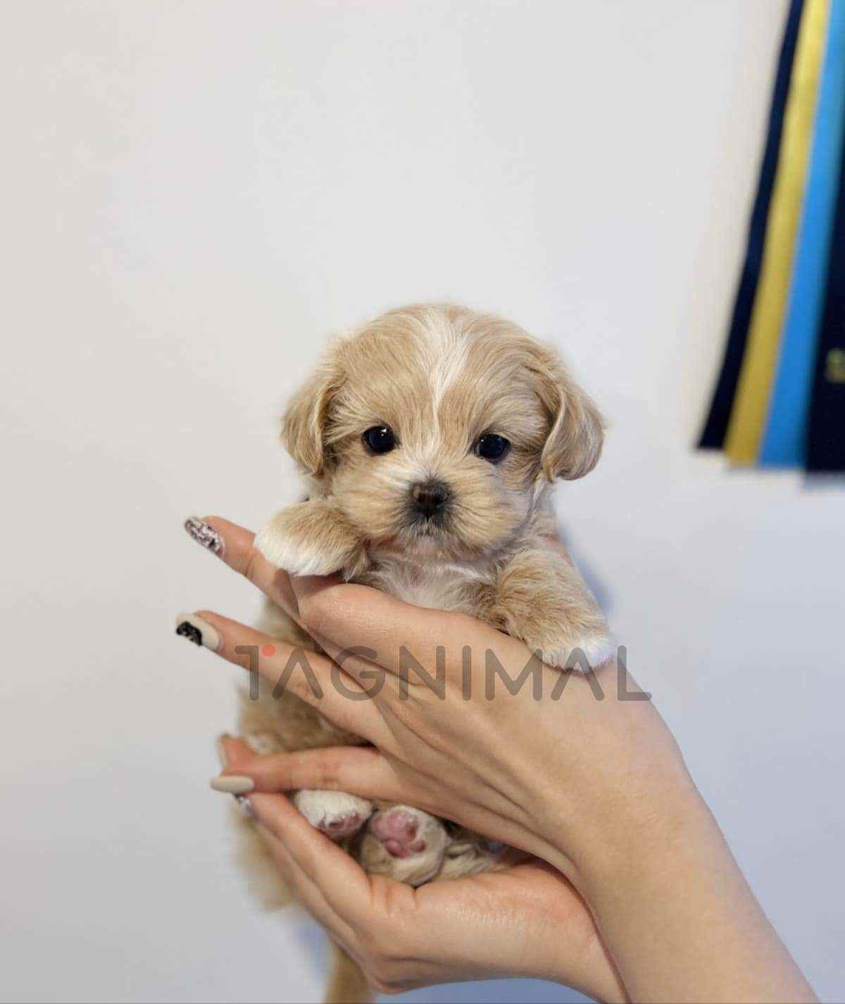 Maltipoo puppy for sale, dog for sale at Tagnimal