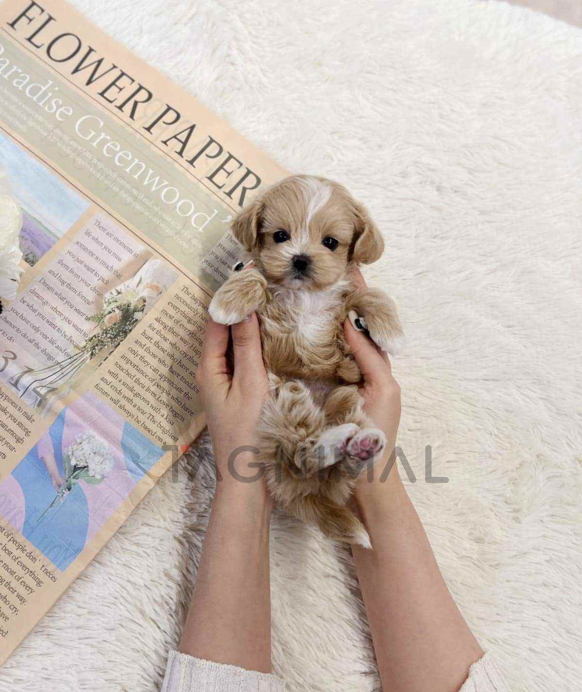 Maltipoo puppy for sale, dog for sale at Tagnimal