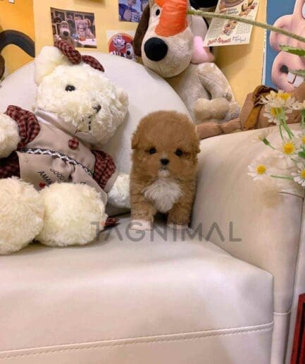 ขายลูกสุนัขมอลติพู ซื้อสุนัข ซื้อหมา ได้ที่ Tagnimal