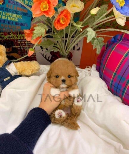 ขายลูกสุนัขมอลติพู ซื้อสุนัข ซื้อหมา ได้ที่ Tagnimal
