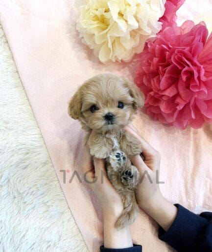 Maltipoo puppy for sale, dog for sale at Tagnimal