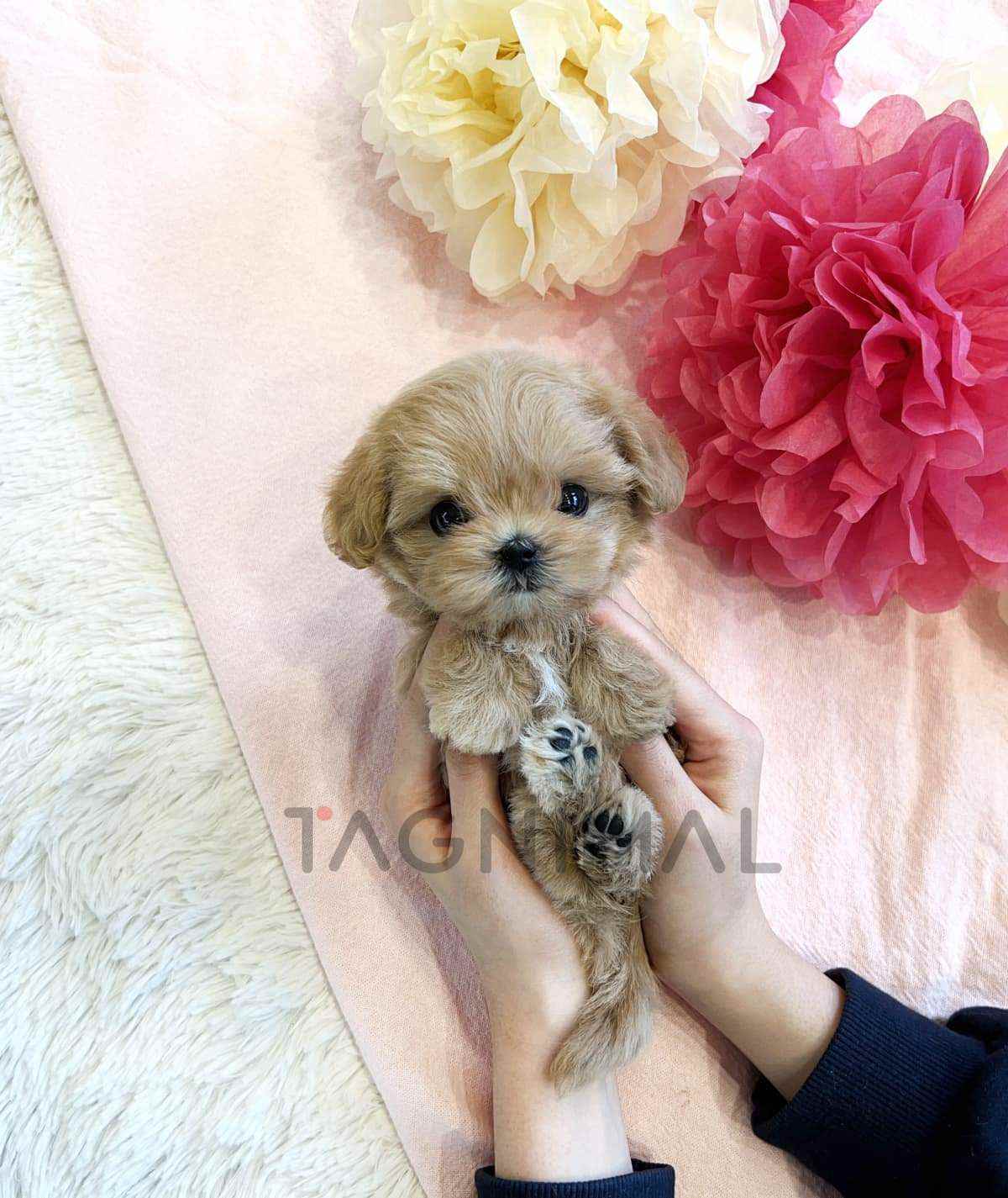 ขายลูกสุนัขมอลติพู ซื้อสุนัข ซื้อหมา ได้ที่ Tagnimal