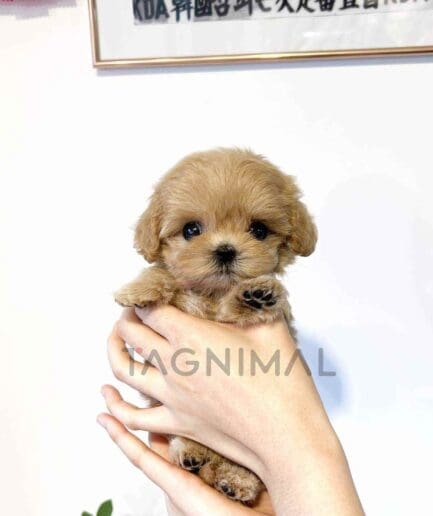 Maltipoo puppy for sale, dog for sale at Tagnimal