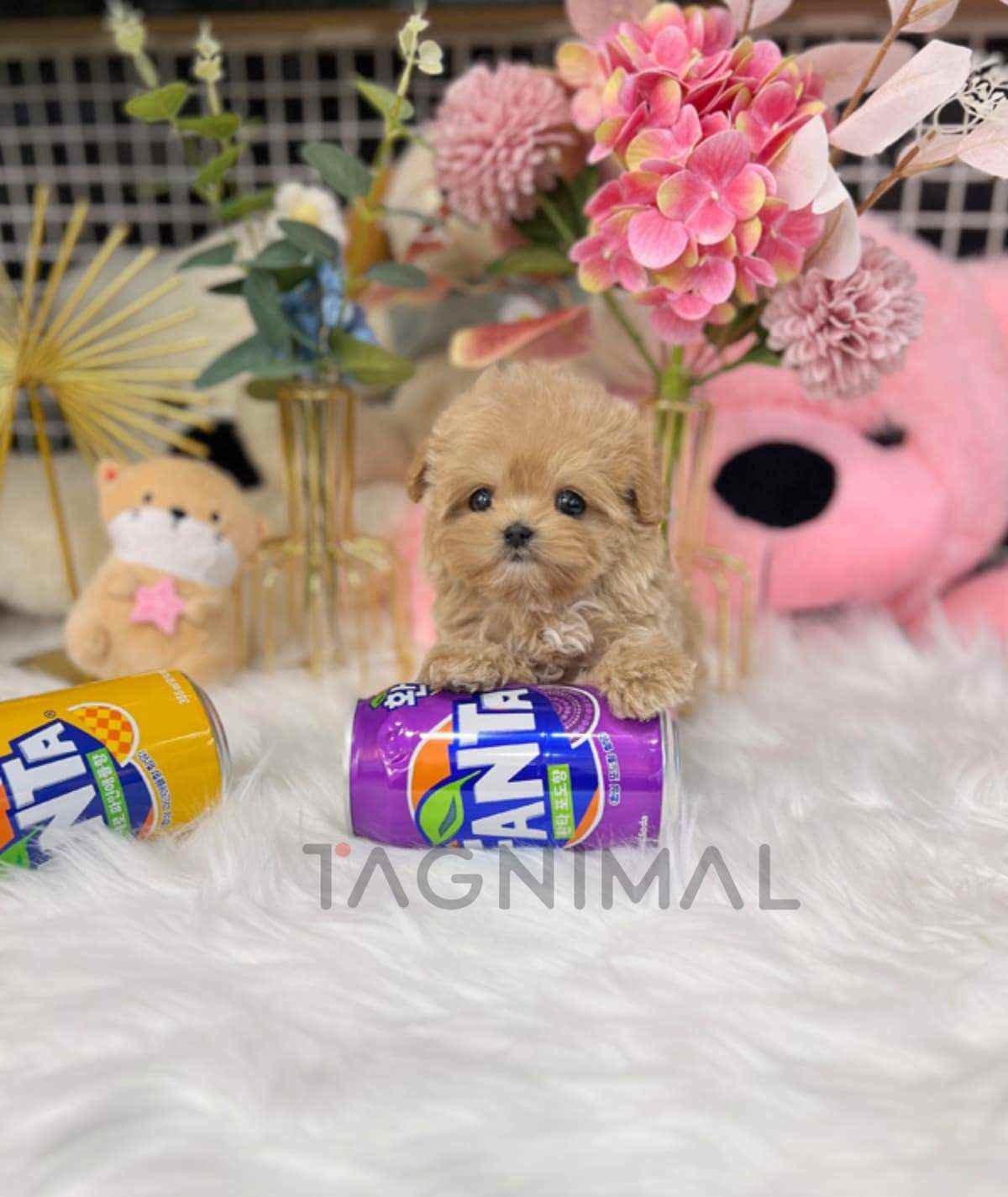 ขายลูกสุนัขมอลติพู ซื้อสุนัข ซื้อหมา ได้ที่ Tagnimal