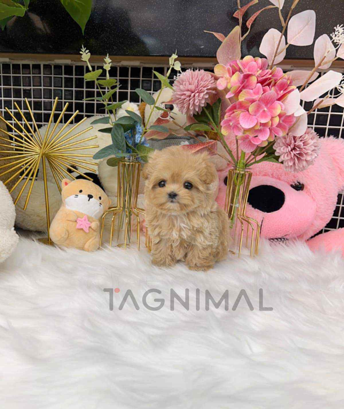 ขายลูกสุนัขมอลติพู ซื้อสุนัข ซื้อหมา ได้ที่ Tagnimal