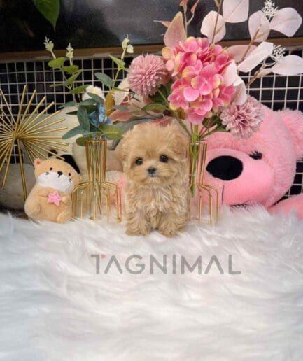 Maltipoo puppy for sale, dog for sale at Tagnimal