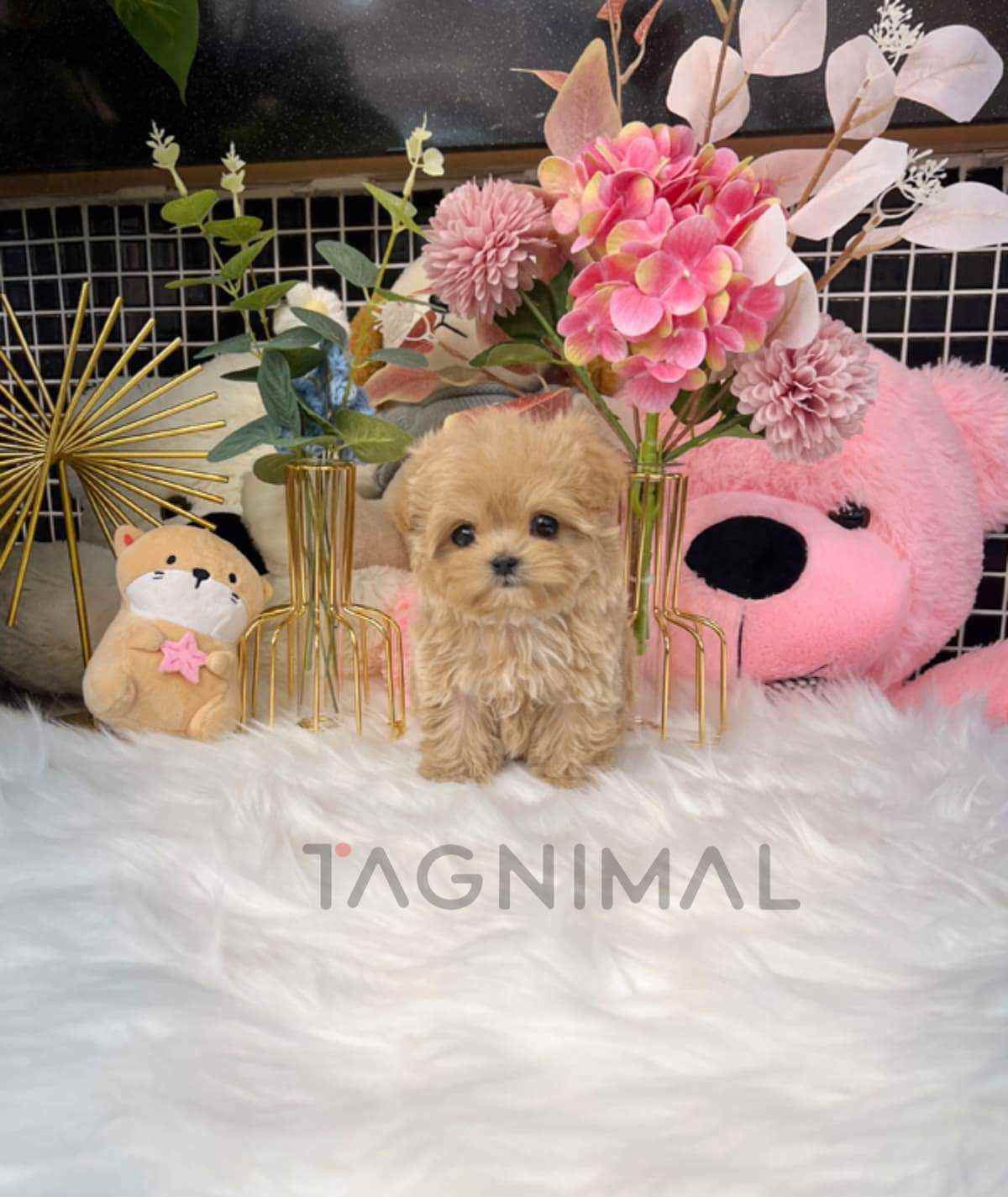 ขายลูกสุนัขมอลติพู ซื้อสุนัข ซื้อหมา ได้ที่ Tagnimal