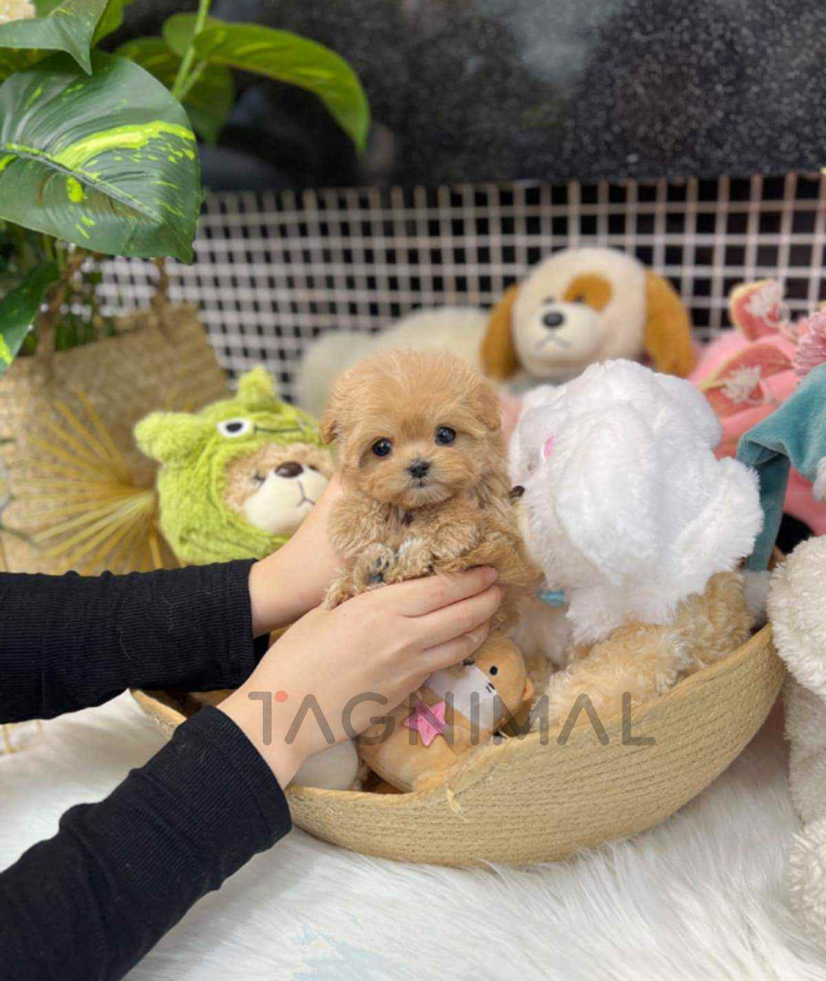 ขายลูกสุนัขมอลติพู ซื้อสุนัข ซื้อหมา ได้ที่ Tagnimal