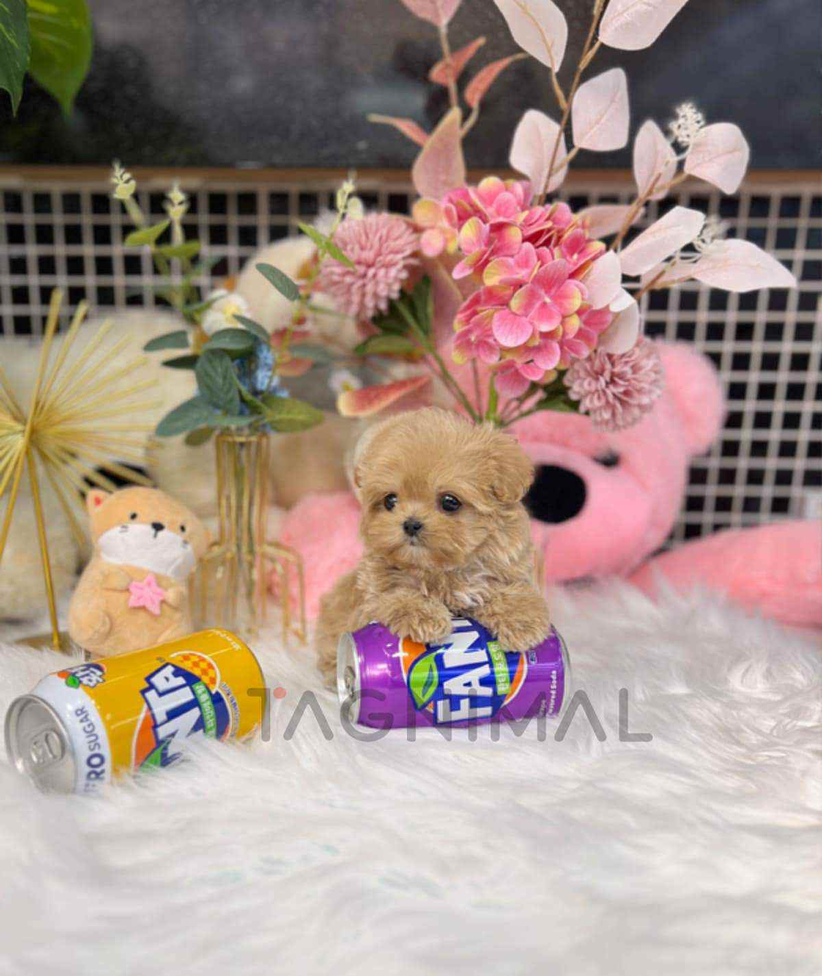 ขายลูกสุนัขมอลติพู ซื้อสุนัข ซื้อหมา ได้ที่ Tagnimal