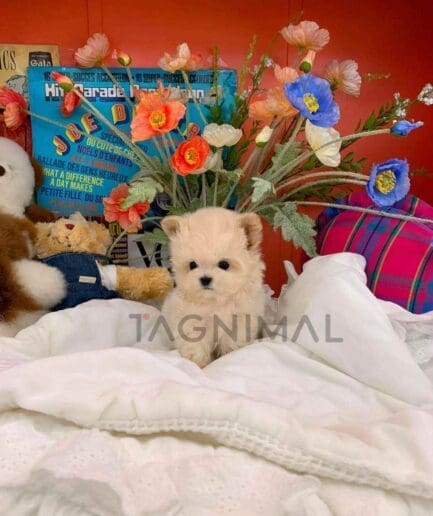 ขายลูกสุนัขมอลติพู ซื้อสุนัข ซื้อหมา ได้ที่ Tagnimal