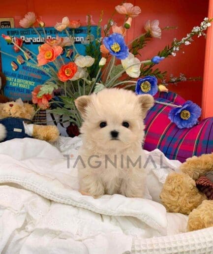 ขายลูกสุนัขมอลติพู ซื้อสุนัข ซื้อหมา ได้ที่ Tagnimal