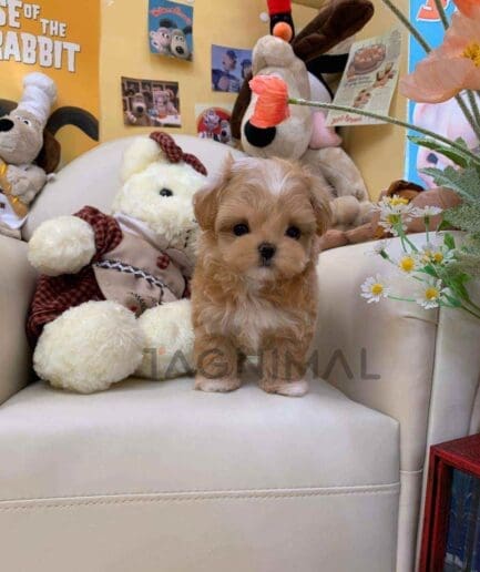 ขายลูกสุนัขมอลติพู ซื้อสุนัข ซื้อหมา ได้ที่ Tagnimal