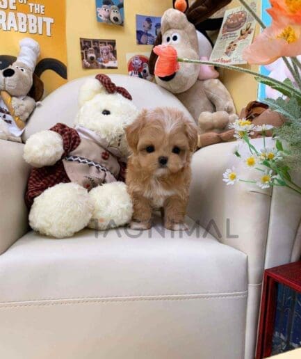 ขายลูกสุนัขมอลติพู ซื้อสุนัข ซื้อหมา ได้ที่ Tagnimal