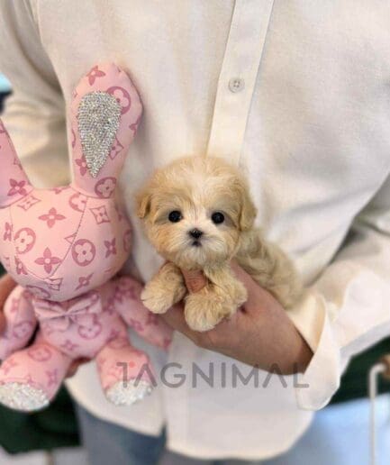 ขายลูกสุนัขมอลติพู ซื้อสุนัข ซื้อหมา ได้ที่ Tagnimal