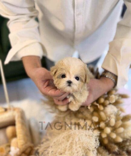 ขายลูกสุนัขมอลติพู ซื้อสุนัข ซื้อหมา ได้ที่ Tagnimal